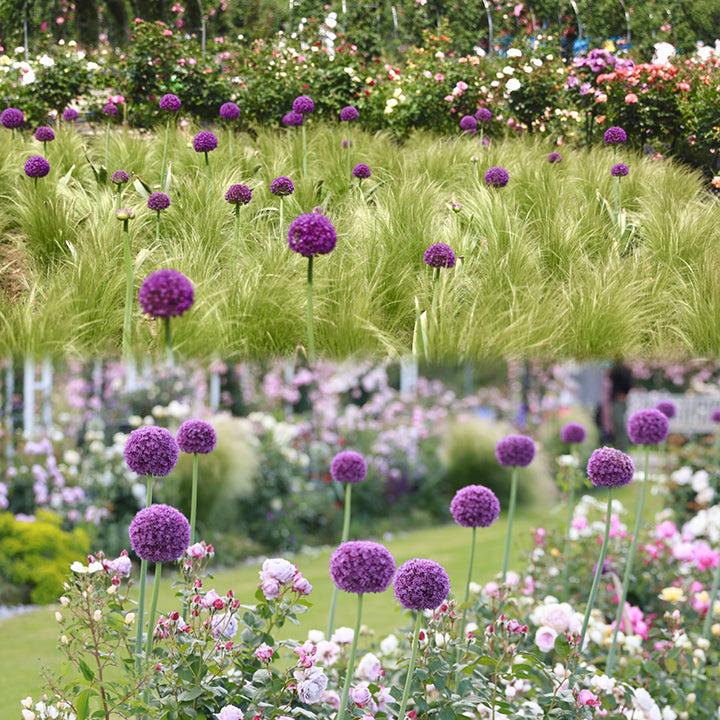 Ukrasni cvijet luka Allium Giganteum-HR
