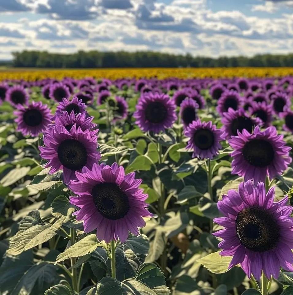 Paskutinės 8000 sėklų💜 „Midnight Sun“ milžiniškos saulėgrąžų sėklos🌻 Reta veislė ir užauga iki 8 pėdų ir daugiau-LT