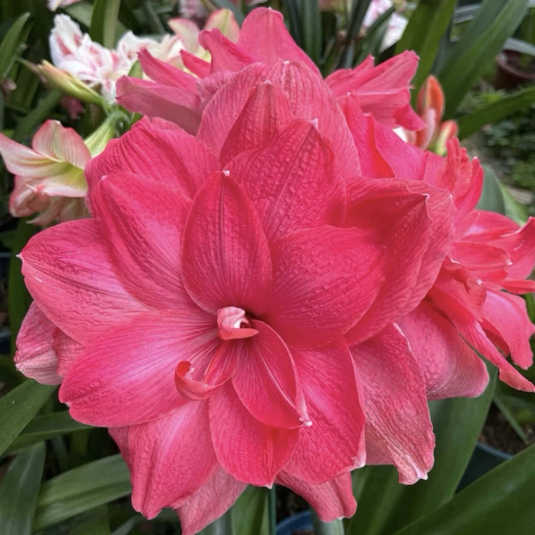 Βολβοί Αμαρυλλίς με Διπλά Άνθη🌼-GR