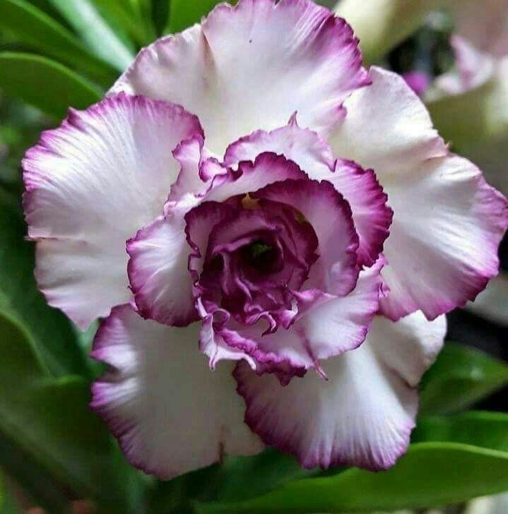 🔥Καλλιεργήστε τη Βασίλισσα της Ερήμου – τώρα σε μειωμένη τιμή!🎁 😍Λατρεύει την άνθιση, έχει μεγάλη περίοδο ανθοφορίας 🌵 Τριαντάφυλλο της Ερήμου-GR