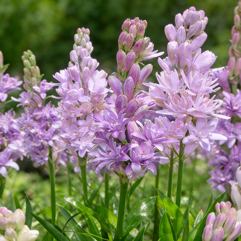 🌺Dvigubai kvepiančios tuberozos svogūnėliai – Mėnulio sodo gėlė-LT