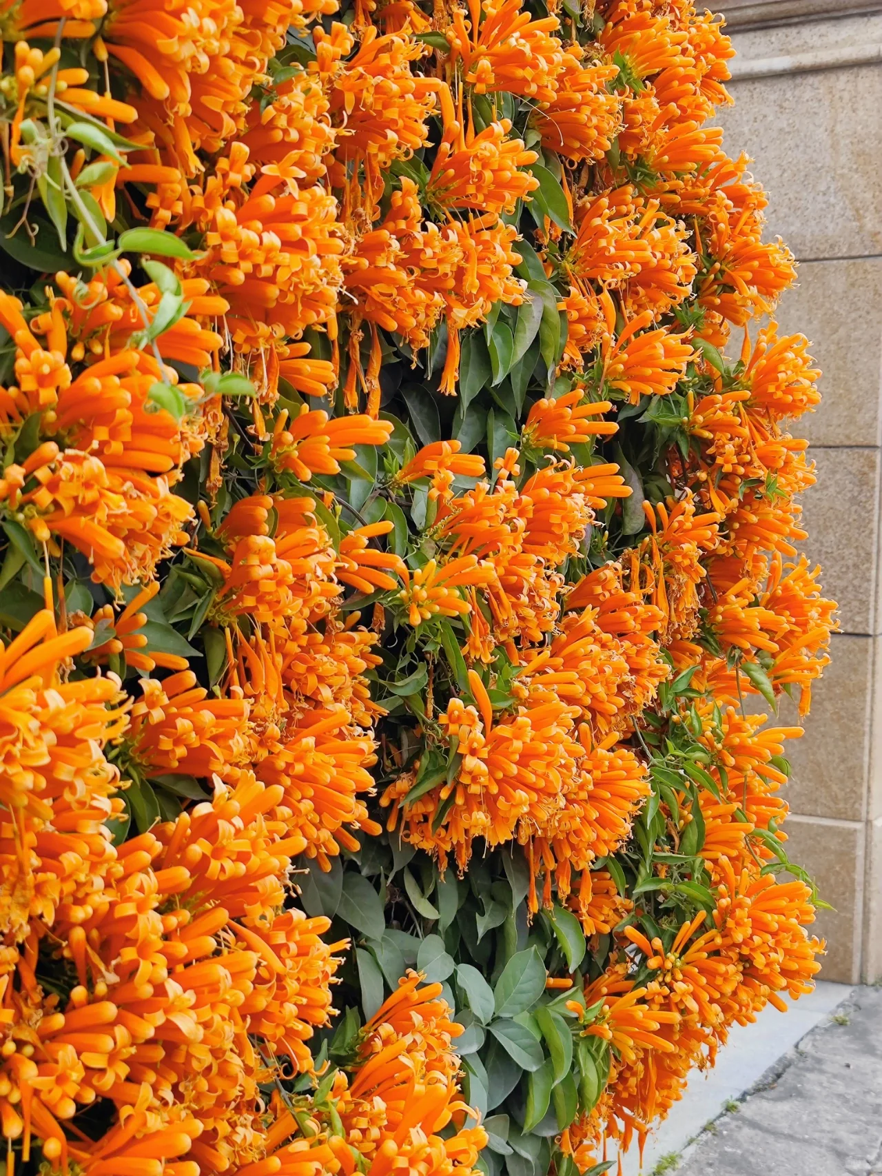 Σπόροι λουλουδιών πυροκροτητή-GR