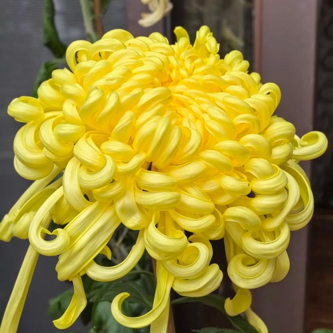 🌺Flor de la Elegancia🌼Semillas de Crisantemo Gigante-ES