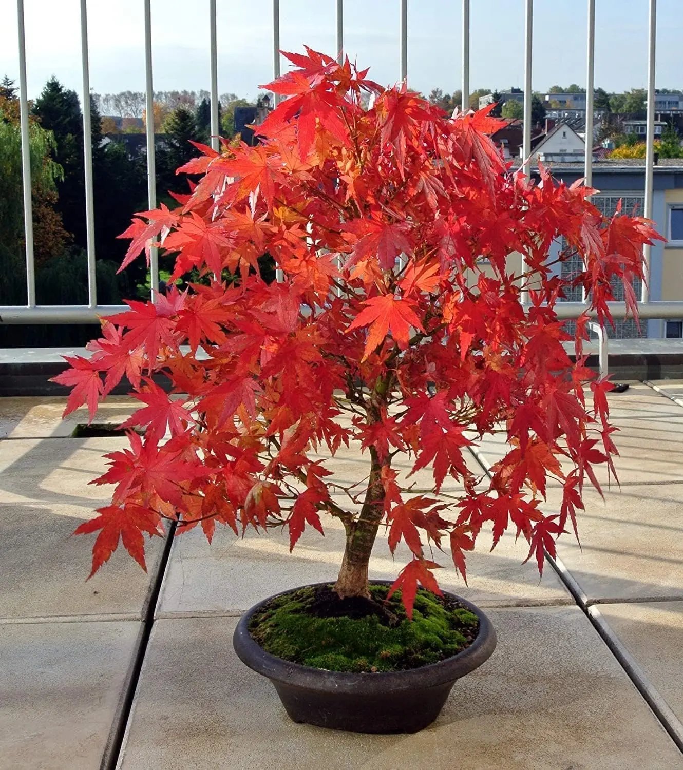 Vrhunsko sjeme japanskog crvenog javora – preko 30 sjemenki spektakularne grimizne boje 🍁-HR