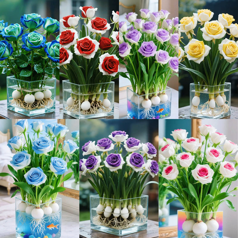 🌈Hidroponske, redke, dvobarvne čebulice vrtnic: barvit čudež narave 🌹-SI