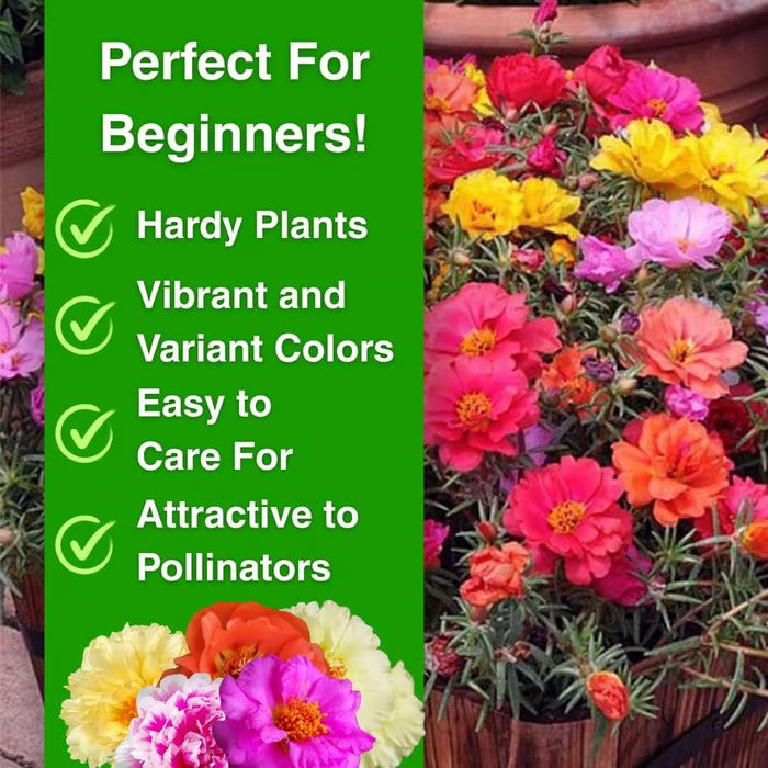 💫🌸COMPRA 1, LLÉVATE 1 GRATIS | Rosa musgosa🌿 Semillas de flores perennes con suplemento para el crecimiento de la planta-ES