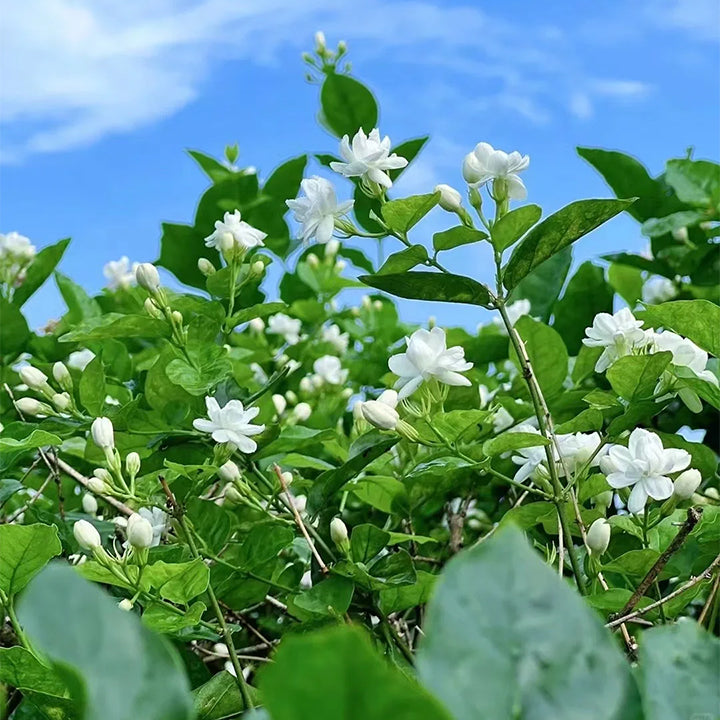 VIIMASE PÄEVA kampaania 35% SOODUSTUST 🌸 Jasmiini potitaim (🌱Ellujäämine garanteeritud: tasuta asendused🌿)-EE