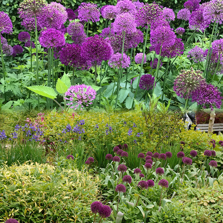 Ukrasni cvijet luka Allium Giganteum-HR