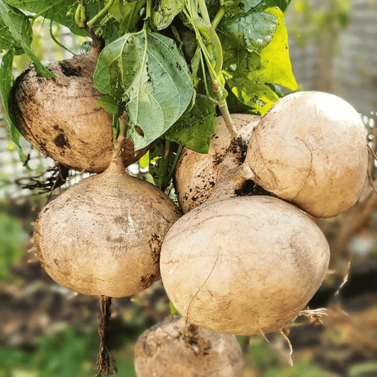 Ekskluzivna ponudba💥Bogato, sočno in hranljivo hrustljavo sadje - sladka jikama za sajenje doma🍠-SI