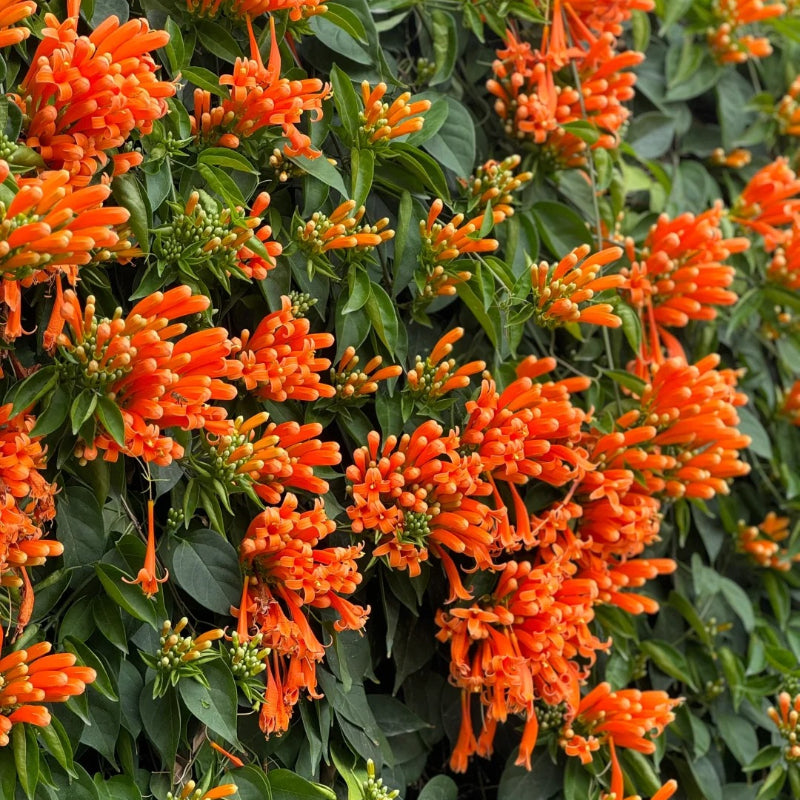 Semena cvetov petarde-SI