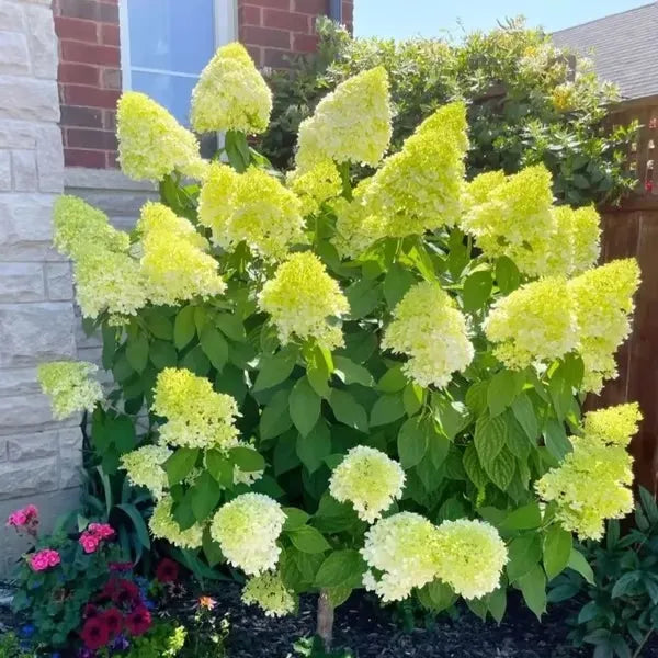 🌈Mezcla de semillas de hortensias: hermosas y resistentes semillas perennes para tu jardín.-ES