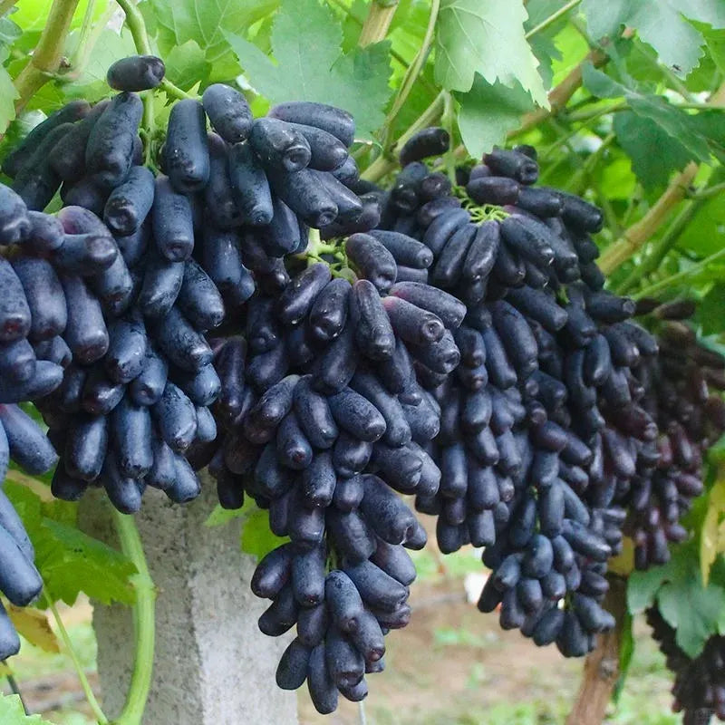 🔥 ÚLTIMO DÍA Promoción 30% de descuento 💜 Uva Zafiro Dulce (Uvas Dedo Raras) 🍇-ES
