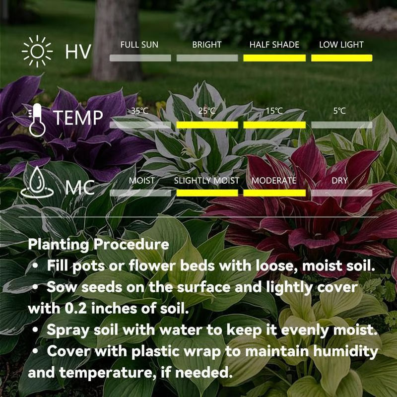 💥2025 m. karštas išpardavimas 🌌Vidurnakčio purpurinės širdies hosta sėklos – pavėsį mėgstantis daugiametis augalas sodui-LT