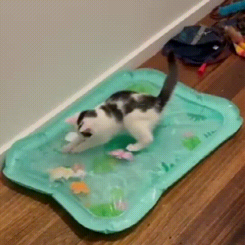 Karštas išpardavimas – 50 % nuolaida ✨ 3 viename augintinio kilimėlis su reguliuojama temperatūra ir vandens pojūčiu-GR