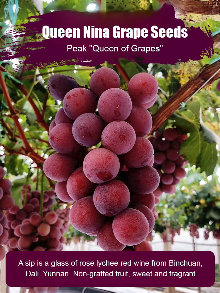 Semillas de uva Queen Nina con sabor natural a vino-ES