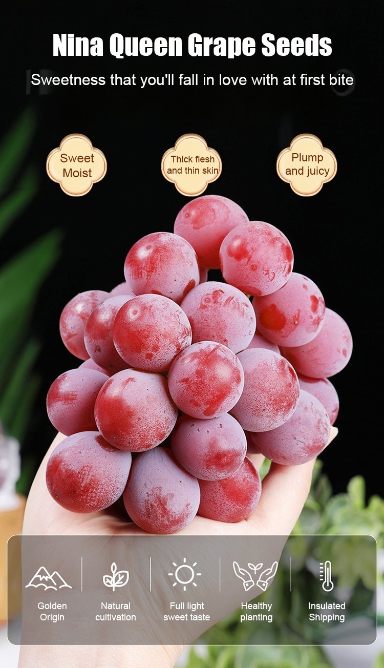 Semillas de uva Queen Nina con sabor natural a vino-ES