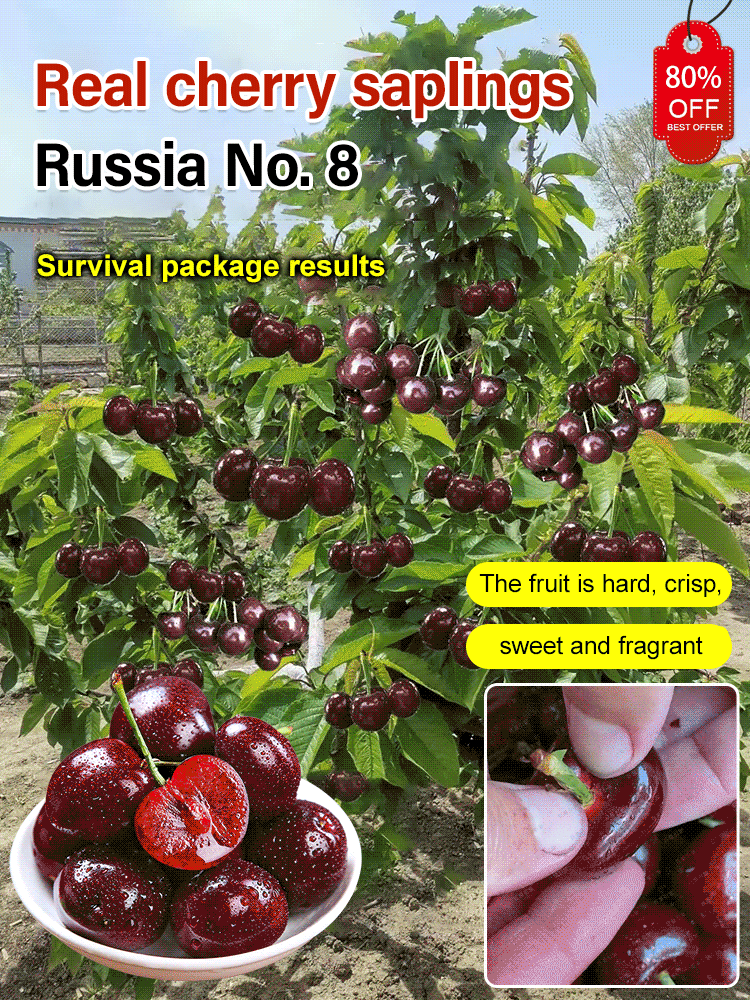 Semillas de cereza Chelsea-ES