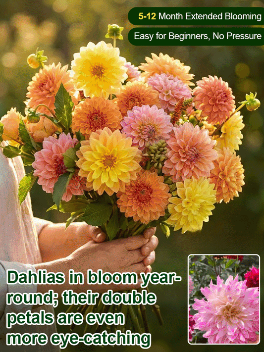 【Base Direct Sales】Four Seasons Blooming Double Dahlia Bulbs-GR