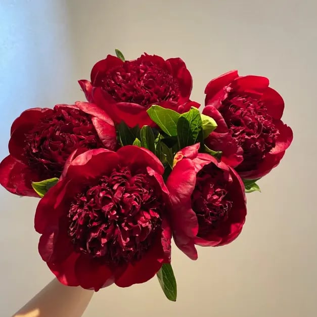 🌺Prekrasne miješane sjemenke božura-HR