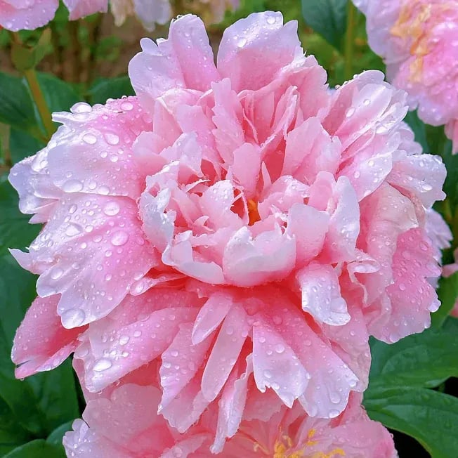 🌺Prekrasne miješane sjemenke božura-HR