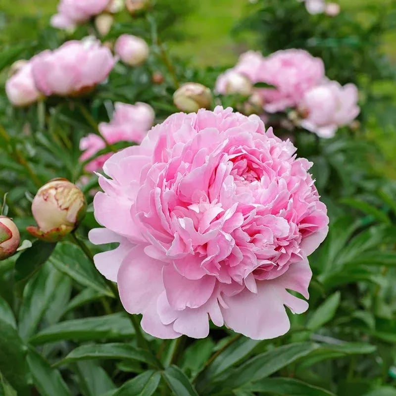 🌺Prekrasne miješane sjemenke božura-HR