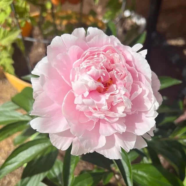 🌺Prekrasne miješane sjemenke božura-HR