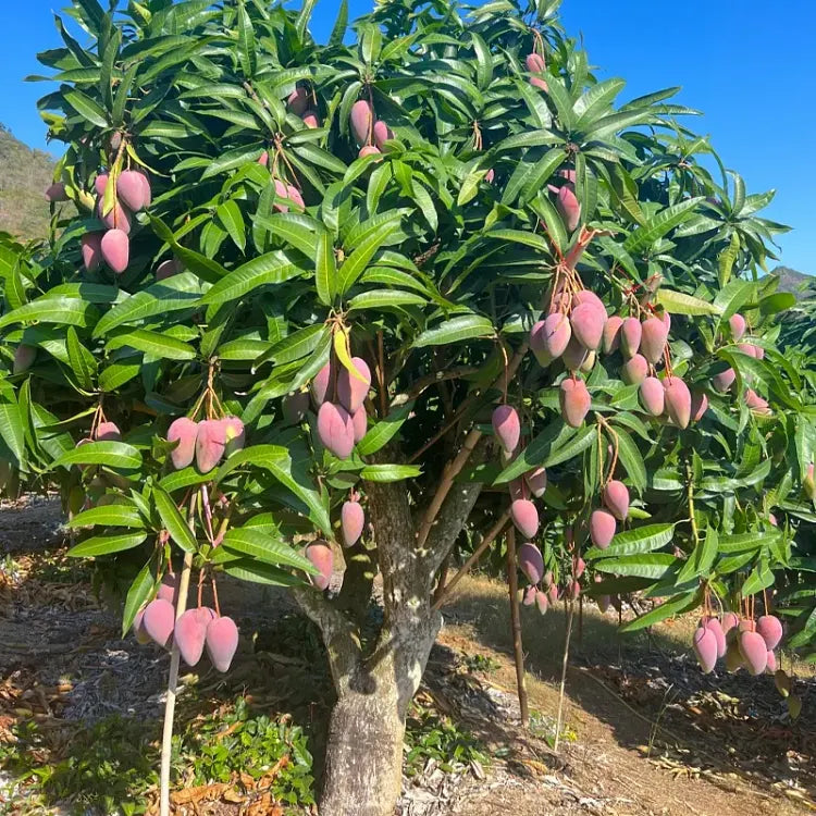 🥭 Baršunaste, slatke i sočne sadnice manga – osjetite okus tropa u vlastitom domu 🌴-HR