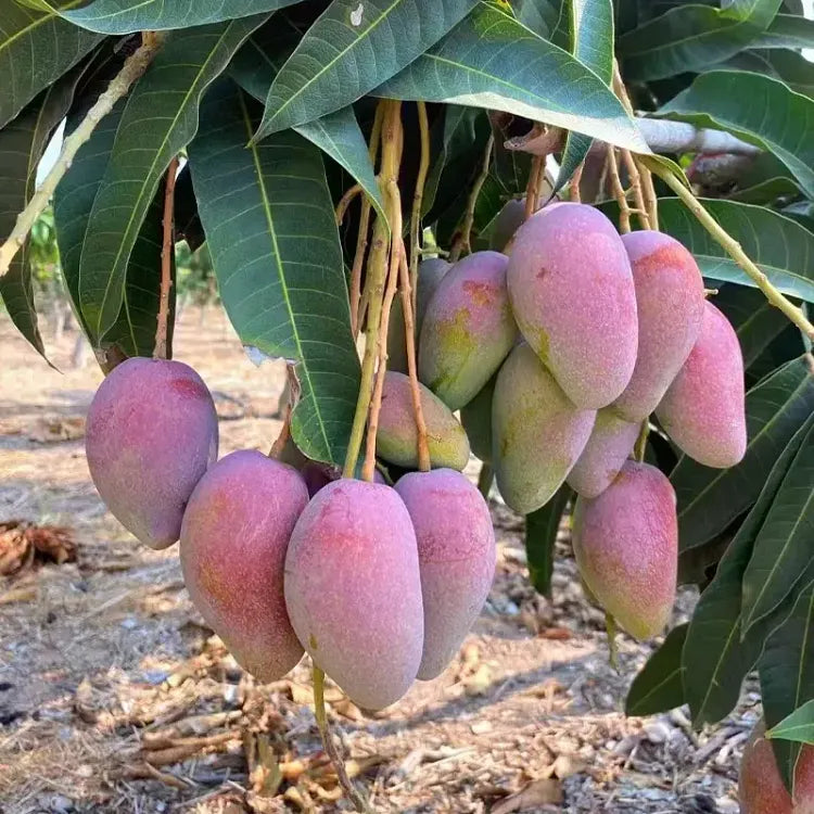🥭 Baršunaste, slatke i sočne sadnice manga – osjetite okus tropa u vlastitom domu 🌴-HR