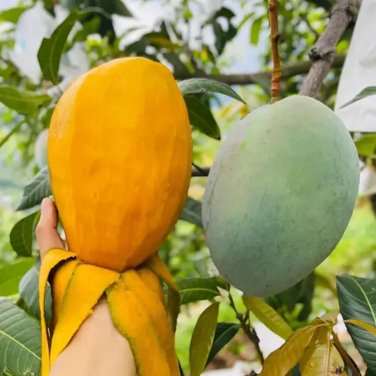 🥭 Baršunaste, slatke i sočne sadnice manga – osjetite okus tropa u vlastitom domu 🌴-HR