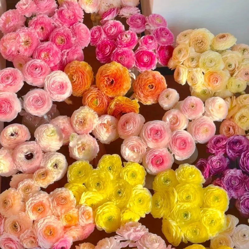 Gundegas sīpolpuķes – smalkas, elegantas, neaizmirstamas 🌸-LV