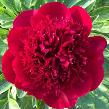 🌺Prekrasne miješane sjemenke božura-HR