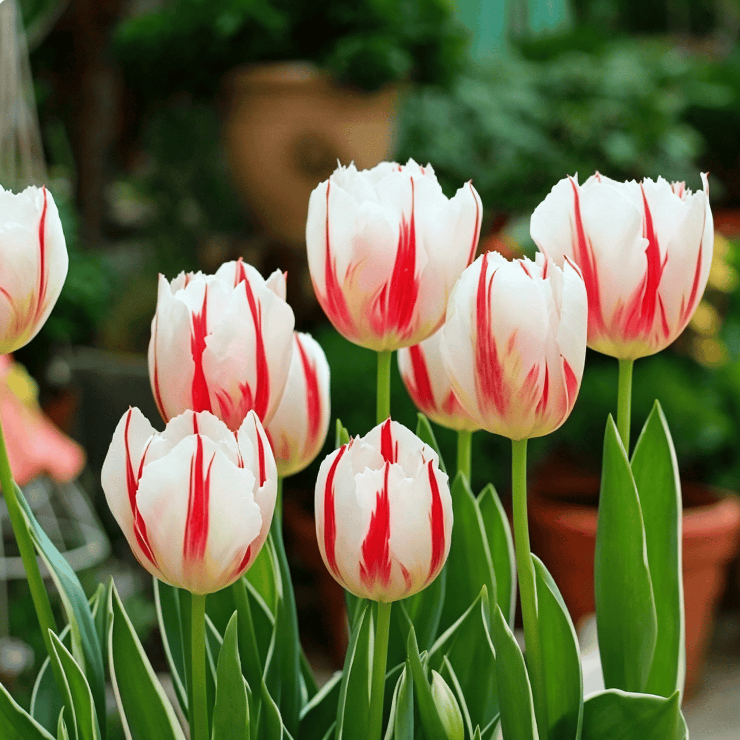 🌷Retos tulpių sėklos – spalvingi pavasario žiedai vazonams, apvadams ir sodams-LT