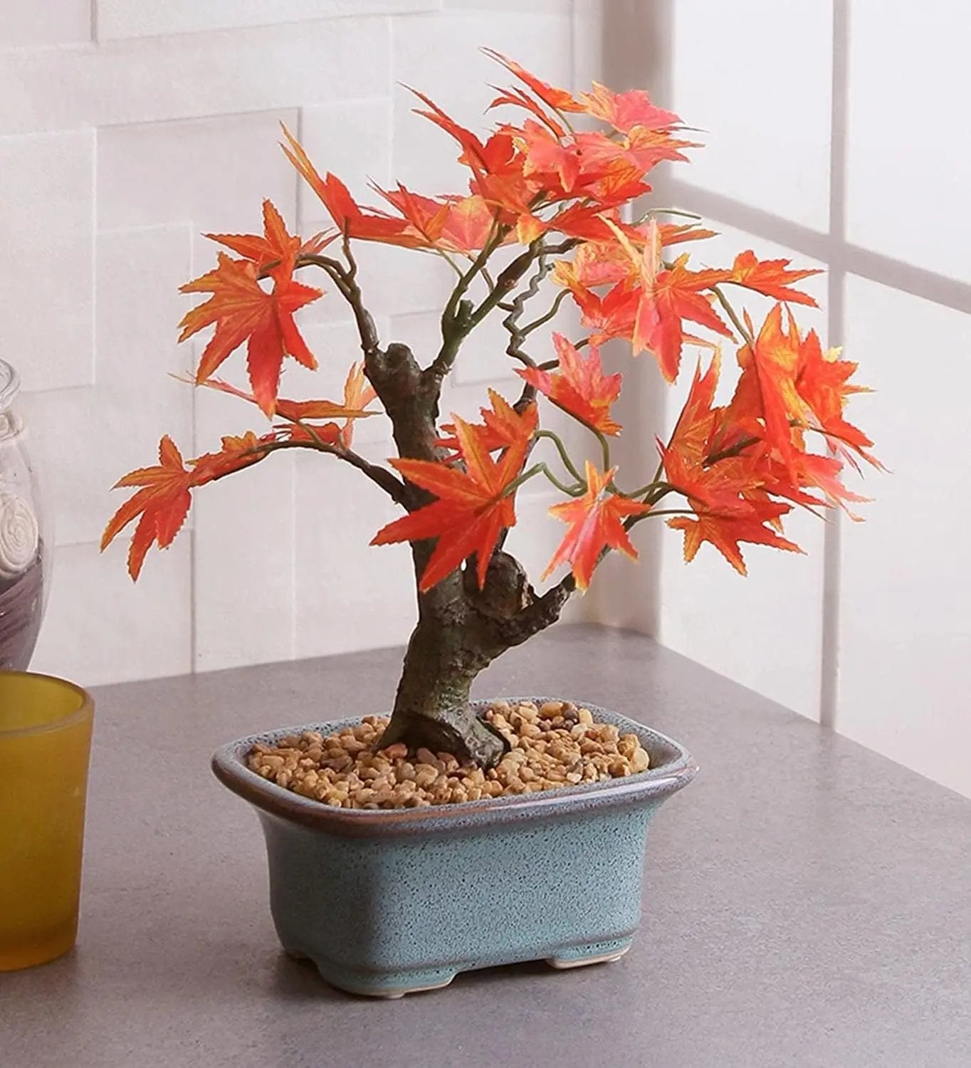 Vrhunsko sjeme japanskog crvenog javora – preko 30 sjemenki spektakularne grimizne boje 🍁-HR