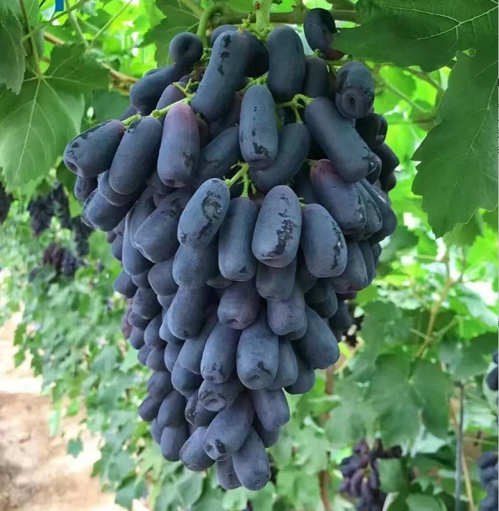🔥 ÚLTIMO DÍA Promoción 30% de descuento 💜 Uva Zafiro Dulce (Uvas Dedo Raras) 🍇-ES