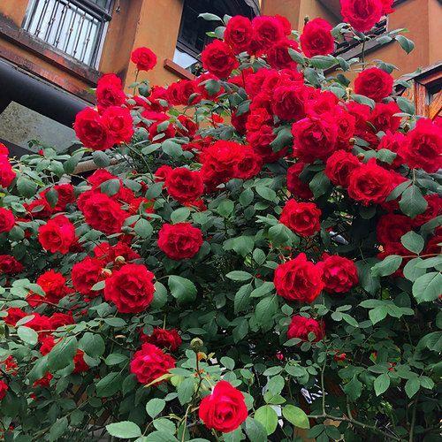 Vijoklinės rožės sėklos 🌹-LT