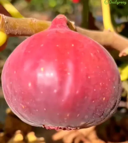 🍑Semillas de higo súper gigantes: llenas de dulzura de melocotón en cada bocado!🌟-ES
