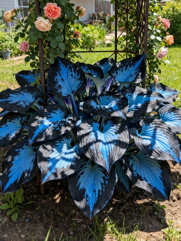 💥2025 m. karštas išpardavimas 🌌Vidurnakčio purpurinės širdies hosta sėklos – pavėsį mėgstantis daugiametis augalas sodui-LT