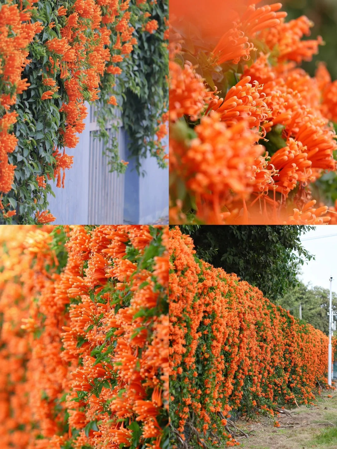 Fejerverkų gėlių sėklos-LT