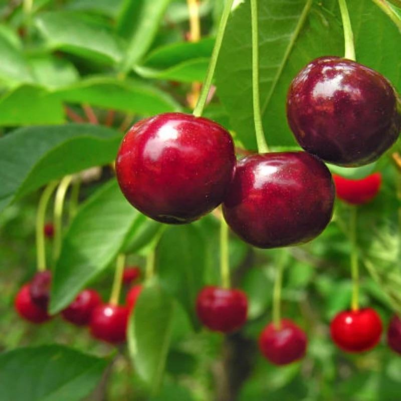 🏆PRODANIH VEČ KOT 75.000!🌳Češnjeve semenke - Okusne, sveže češnje čakajo na vašo žetev!-SI