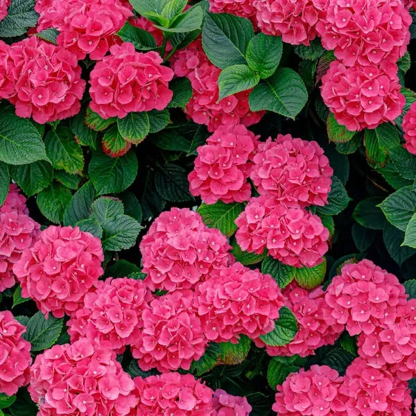 🌈Mezcla de semillas de hortensias: hermosas y resistentes semillas perennes para tu jardín.-ES