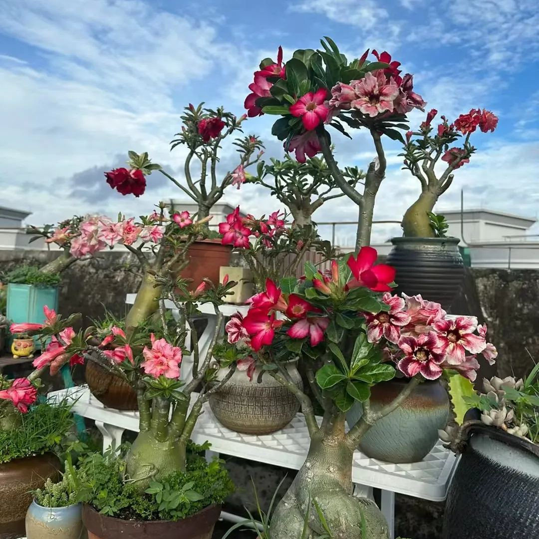 🔥Καλλιεργήστε τη Βασίλισσα της Ερήμου – τώρα σε μειωμένη τιμή!🎁 😍Λατρεύει την άνθιση, έχει μεγάλη περίοδο ανθοφορίας 🌵 Τριαντάφυλλο της Ερήμου-GR