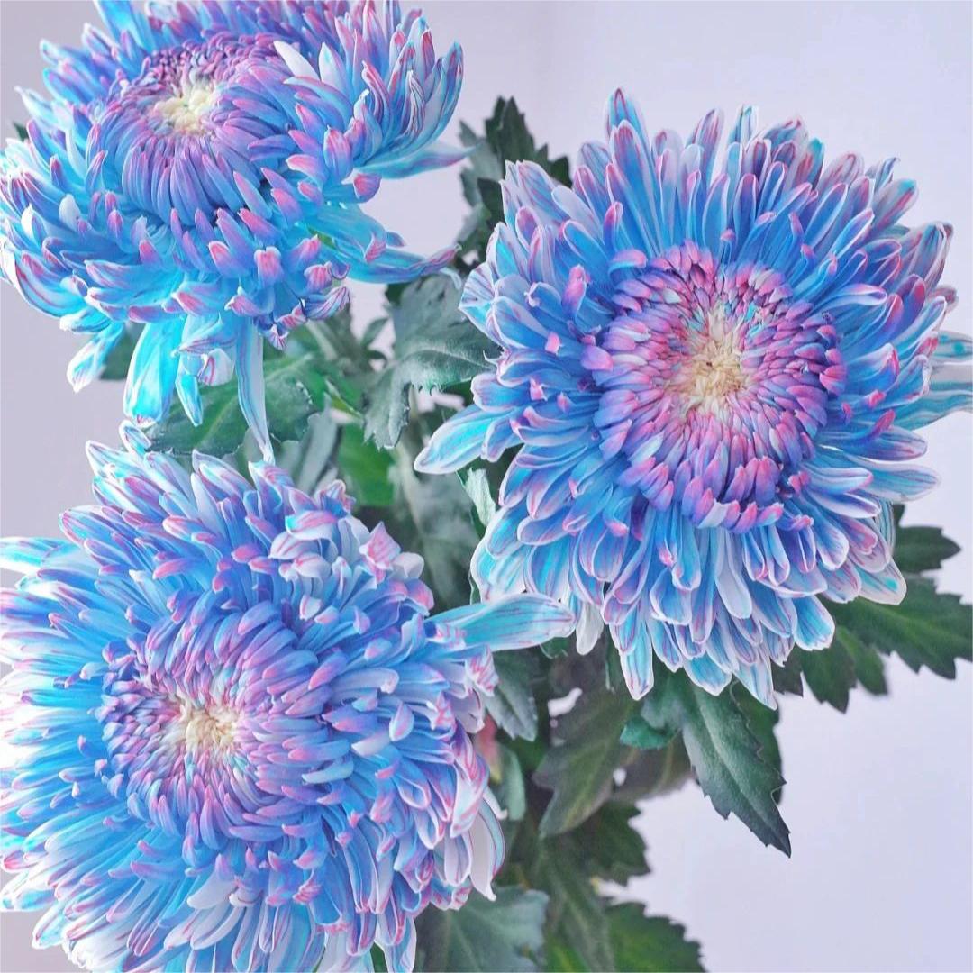 🌸Semillas de peonía de flor de crisantemo-ES