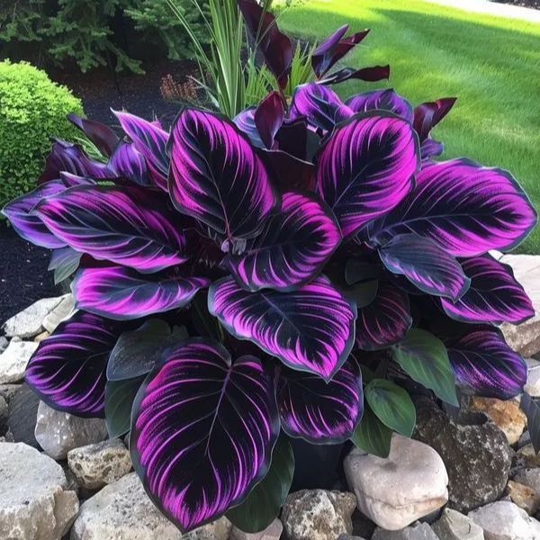 🌿 Πολύχρωμοι σπόροι Hosta – ο βασιλιάς της σκιάς στον κήπο! 🌿-GR