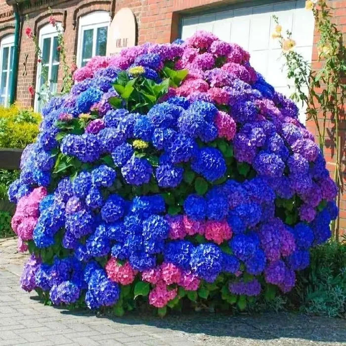 🌈Mezcla de semillas de hortensias: hermosas y resistentes semillas perennes para tu jardín.-ES