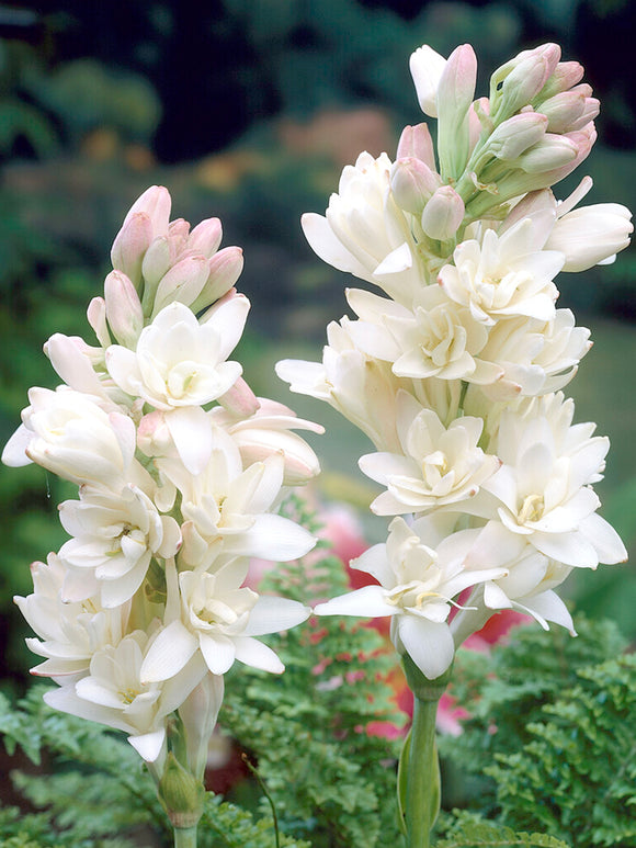 Διπλή Τουμπερόζα 🌸 - Μεγάλο βολβώδες λουλούδι-GR