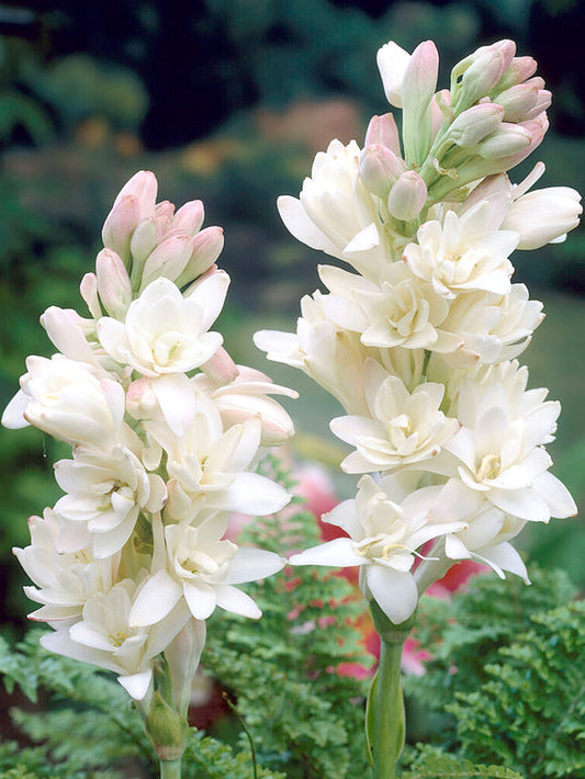 Διπλή Τουμπερόζα 🌸 - Μεγάλο βολβώδες λουλούδι-GR