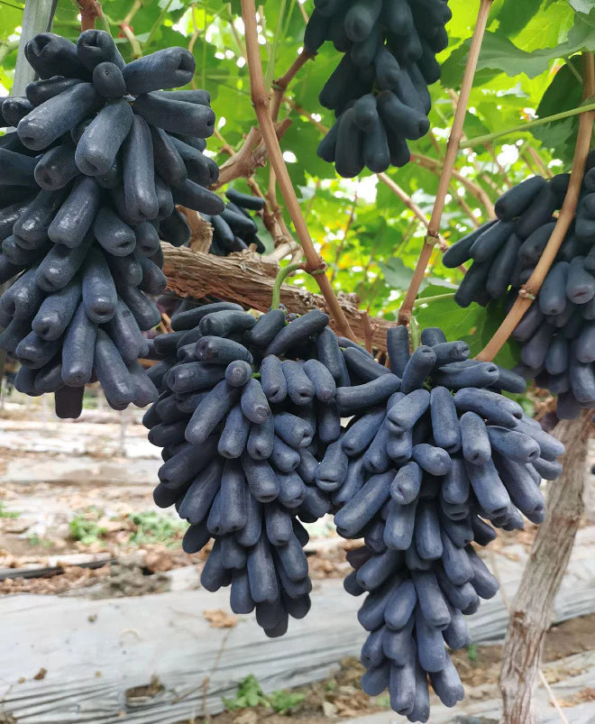 🔥 ÚLTIMO DÍA Promoción 30% de descuento 💜 Uva Zafiro Dulce (Uvas Dedo Raras) 🍇-ES