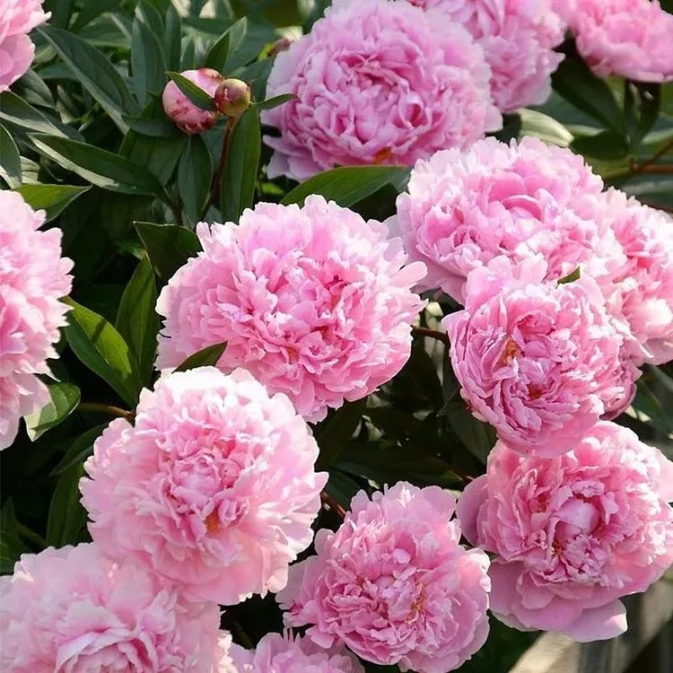 🔥ZADNJI DAN 45% POPUSTA🌺KRALJICA CVETJA - DVOJNA PENA-SI