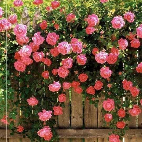 Vijoklinės rožės sėklos 🌹-LT