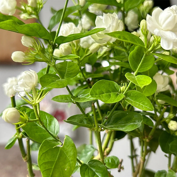 VIIMASE PÄEVA kampaania 35% SOODUSTUST 🌸 Jasmiini potitaim (🌱Ellujäämine garanteeritud: tasuta asendused🌿)-EE